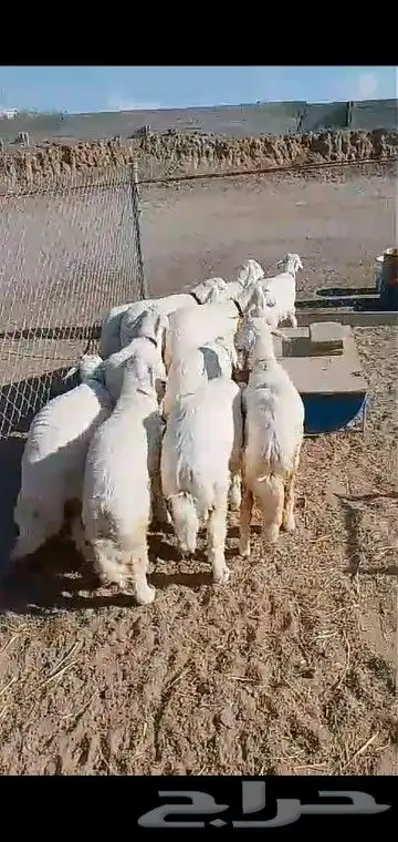 رخال قاطعه وصف مراح واحد مقنوي درجه اولى 1
