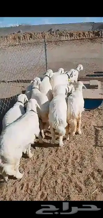 رخال قاطعه وصف مراح واحد مقنوي درجه اولى 2