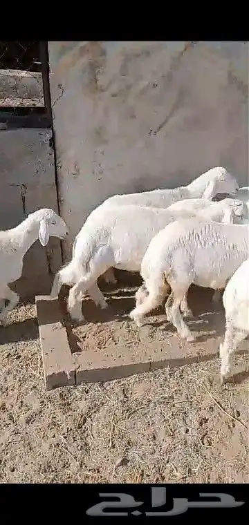 رخال قاطعه وصف مراح واحد مقنوي درجه اولى 20