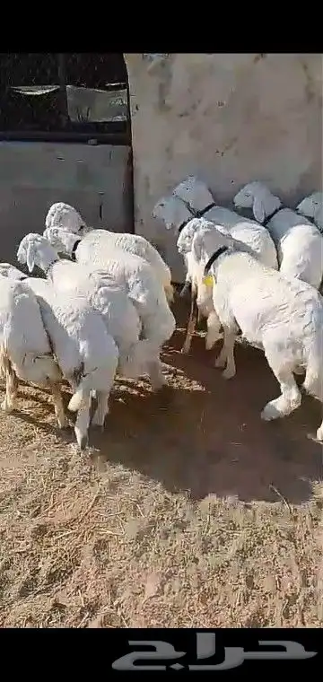 رخال قاطعه وصف مراح واحد مقنوي درجه اولى 6