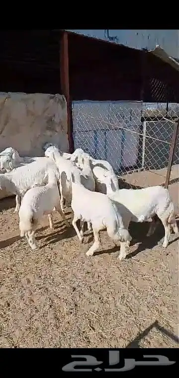 رخال قاطعه وصف مراح واحد مقنوي درجه اولى 26