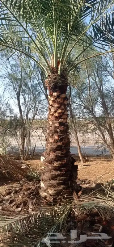 نخل للبيع 2