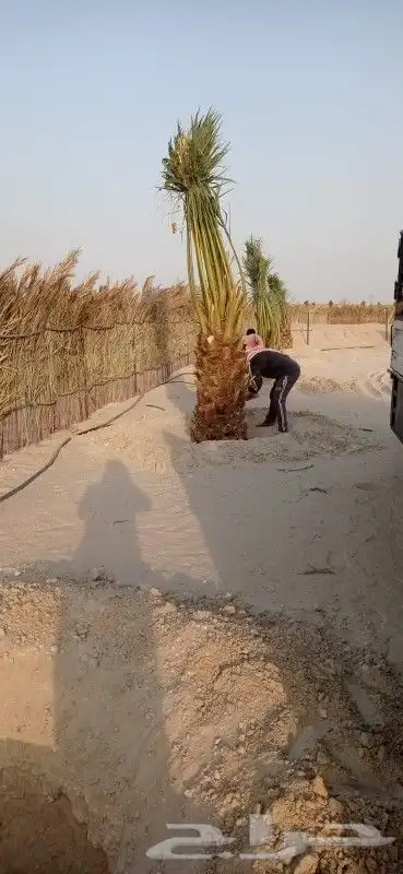نخل للبيع 1