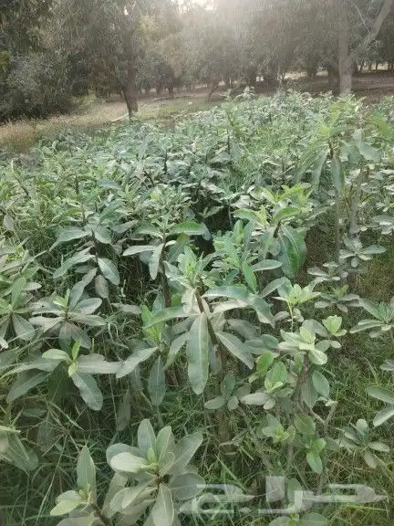 مشتل جازان 1