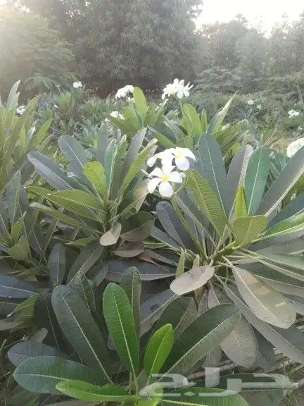 مشتل جازان 0