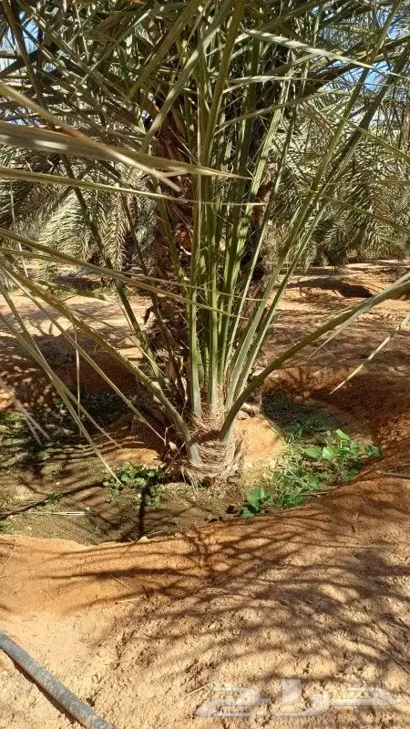 زراعه نخيل 4