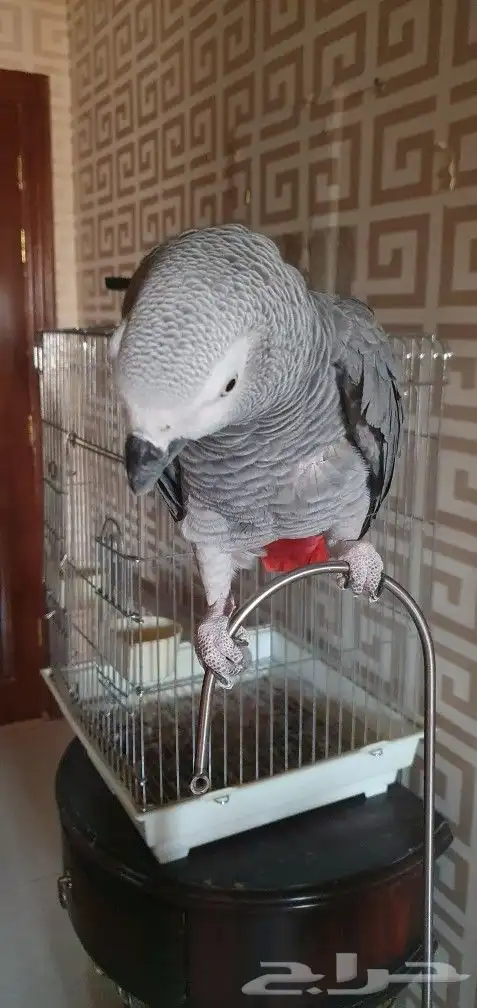 ببغاء كاسكو افريقي نص ولافه 5