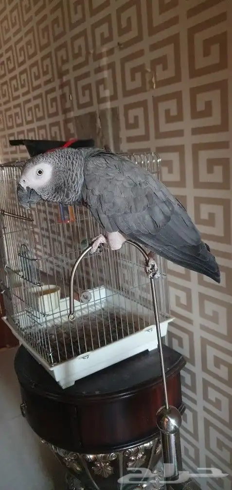 ببغاء كاسكو افريقي نص ولافه 0