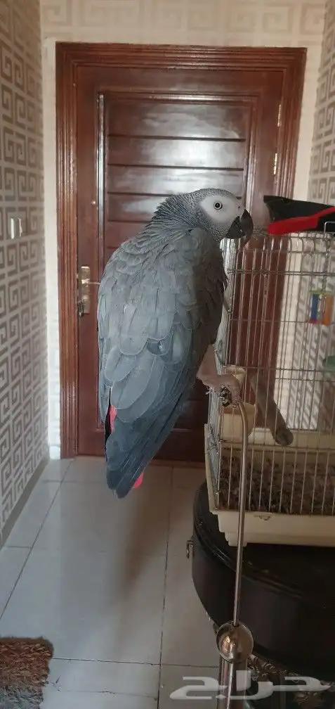 ببغاء كاسكو افريقي نص ولافه 1