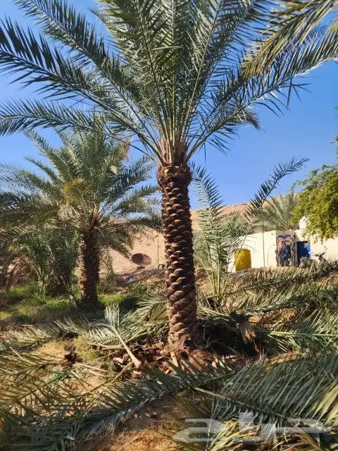 نخل سكري خلاص برحي 4