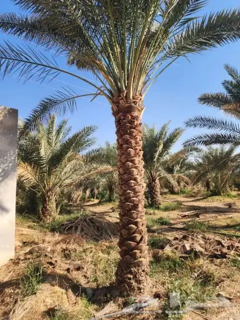 نخل سكري خلاص برحي 3