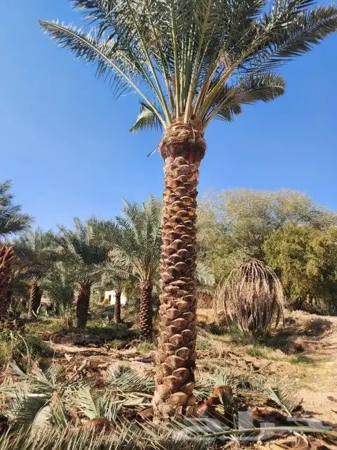 نخل سكري خلاص برحي 5