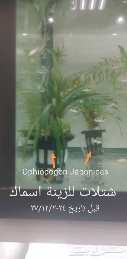 شتلات mamey  apple  و6 نادر 10
