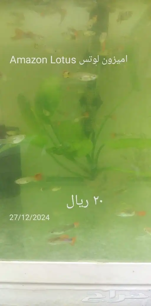 شتلات mamey  apple  و6 نادر 9