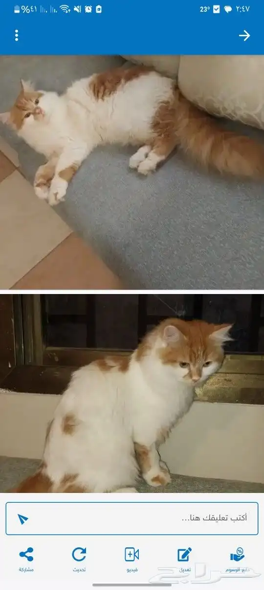 قطط لتبني جده ومكه العمر سنه 1
