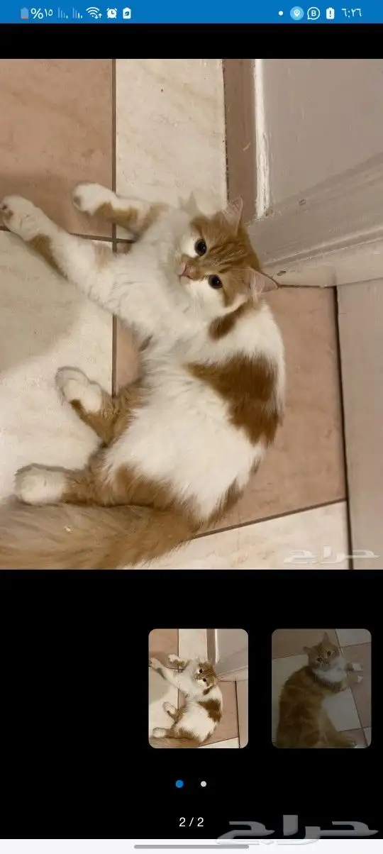 قطط لتبني جده ومكه العمر سنه 0