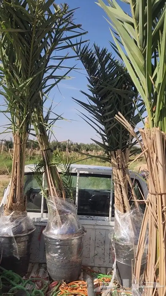 يتوفر لدينا جميع أنواع النخيل العربي فسايل ومجذرفي سطول 9
