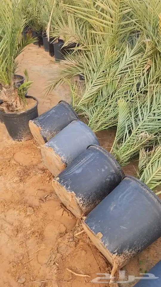 يتوفر لدينا جميع أنواع النخيل العربي فسايل ومجذرفي سطول 6