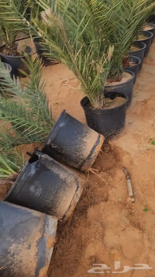 يتوفر لدينا جميع أنواع النخيل العربي فسايل ومجذرفي سطول 3
