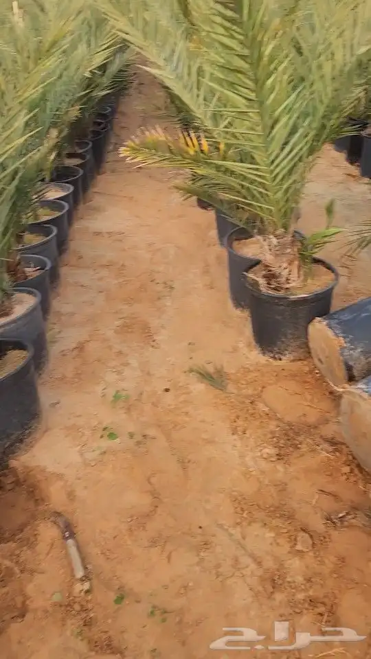 يتوفر لدينا جميع أنواع النخيل العربي فسايل ومجذرفي سطول 7