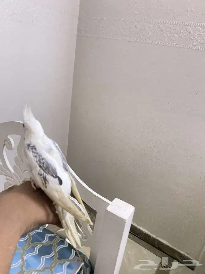 تم تم البيع 4