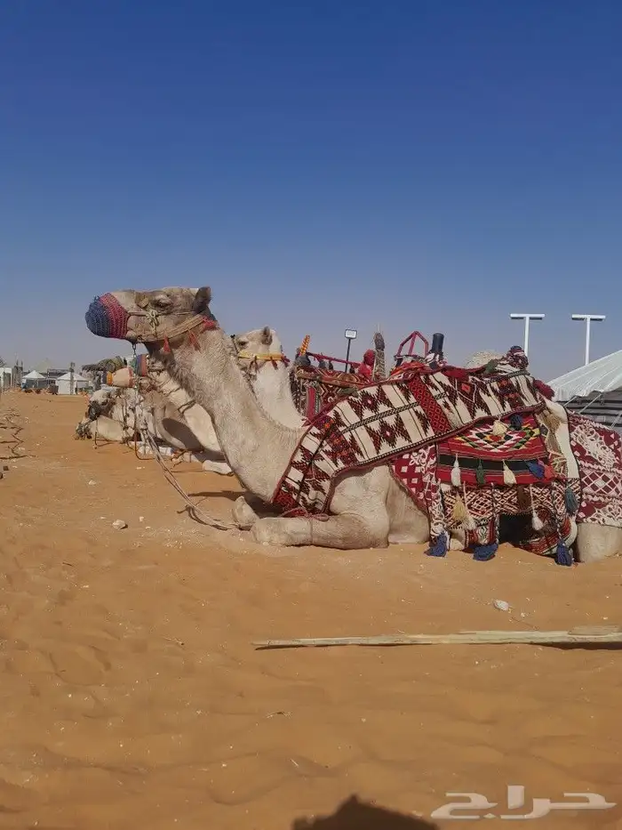 جمال وخيل لليجار 1