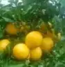 شتلات mamey  apple  و6 نادر 5