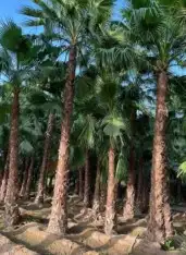 نخل واشنطن بجميع المقاسات 1