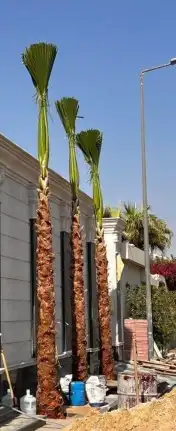 نخل واشنطن بجميع المقاسات 6