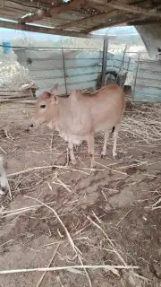 عجلة للبيع 0