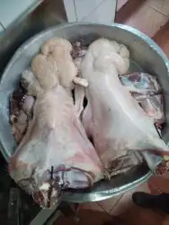 ذبايح مناسبات كبير ووسط وصغير حري نجدي سواكني تيوس حريه وعا 4