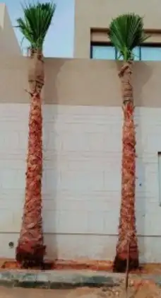 نخل واشنطن بجميع المقاسات 5