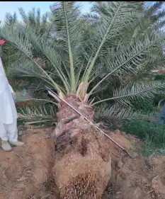 نخيل عربي جميع المقسات والانواع 8