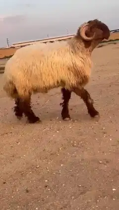 جدع نعيمي صنف للبيع 3