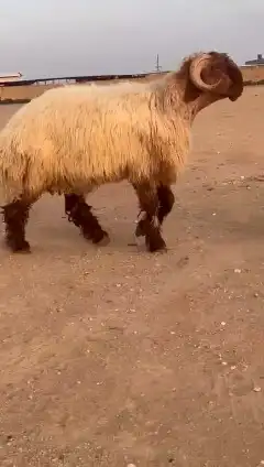 جدع نعيمي صنف للبيع 0
