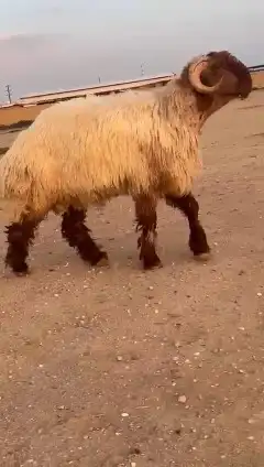 جدع نعيمي صنف للبيع 4