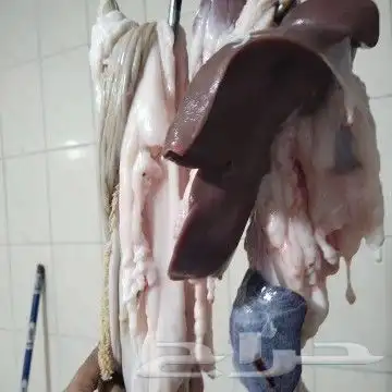ذبايح مناسبات كبير ووسط وصغير حري نجدي سواكني تيوس حريه وعا 3