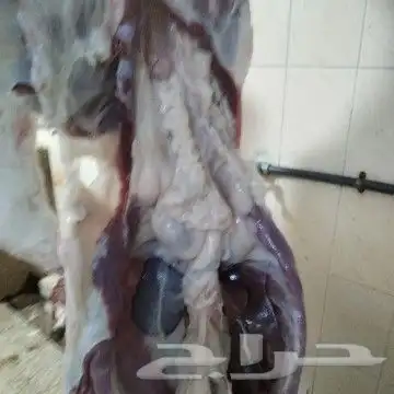 ذبايح مناسبات كبير ووسط وصغير حري نجدي سواكني تيوس حريه وعا 1