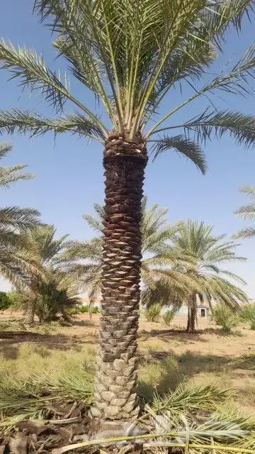 تركيب شبوك وزراعة النخيل 2