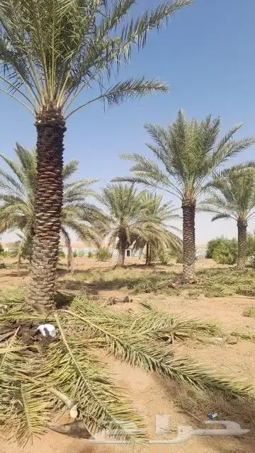 تركيب شبوك وزراعة النخيل 3