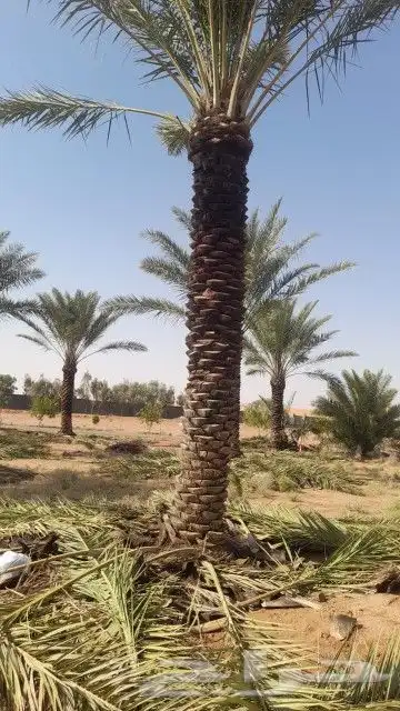 تركيب شبوك وزراعة النخيل 1