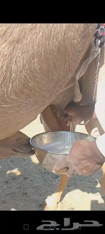 خلفه ثنو تحتها قعود وهديه وحليب واجد وسلم العدارب علومها خا 3