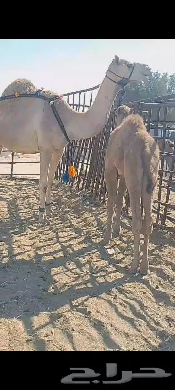خلفه ثنو تحتها قعود وهديه وحليب واجد وسلم العدارب علومها خا 0
