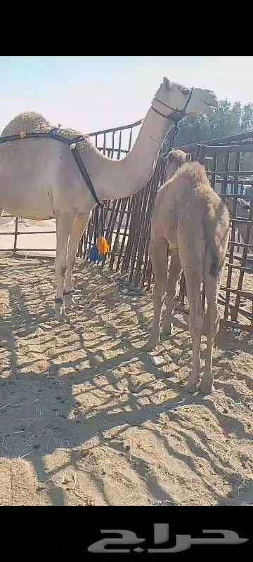 خلفه ثنو تحتها قعود وهديه وحليب واجد وسلم العدارب علومها خا 2