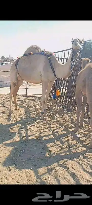 خلفه ثنو تحتها قعود وهديه وحليب واجد وسلم العدارب علومها خا 1