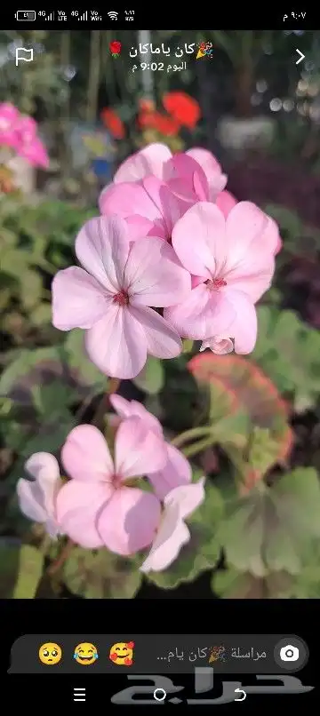 مشتل انهار الورد لكل متطلبات الحدائق والمنازل وتنسيق المنازل 1