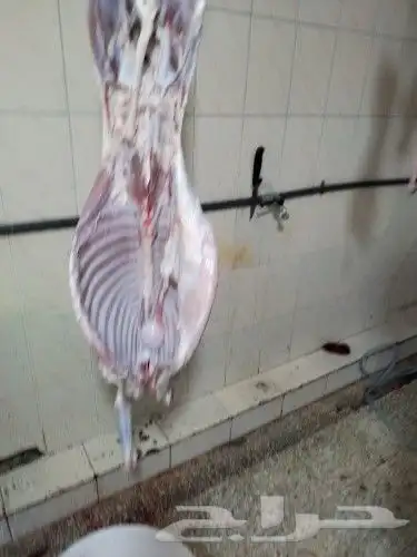 ذبايح مناسبات كبير ووسط وصغير حري نجدي سواكني تيوس حريه وعا 6