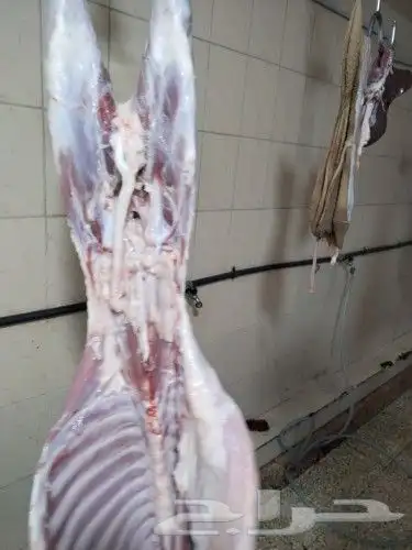 ذبايح مناسبات كبير ووسط وصغير حري نجدي سواكني تيوس حريه وعا 7