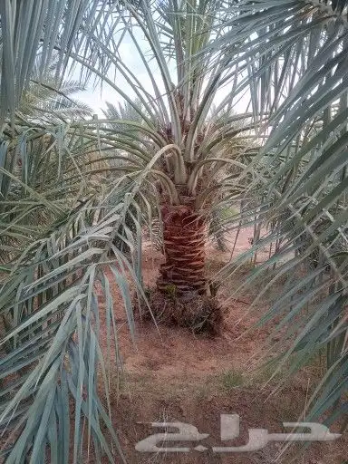 تركيب شبوك وزراعة النخيل 5