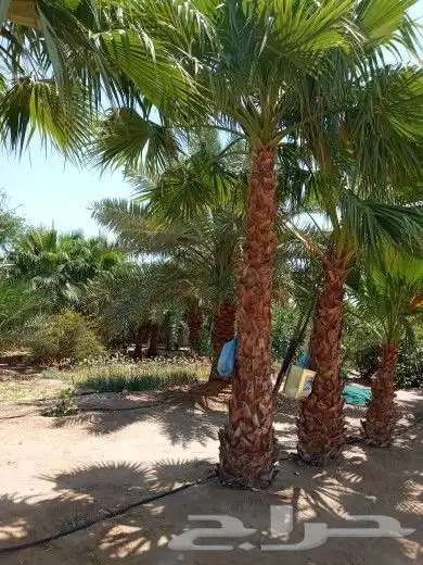 ابويوسف 1